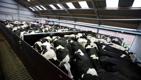 Arreadores El&eacute;ctricos y Bienestar Animal