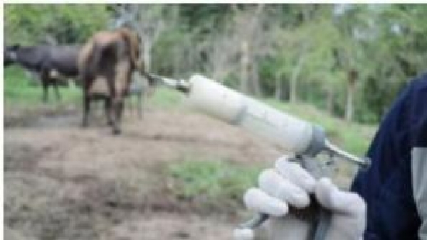 Reportan un brote de rabia bovina en los valles