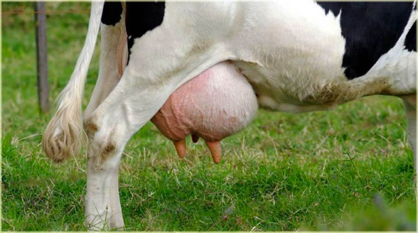 Dise&ntilde;an una mol&eacute;cula con calostro de Vaca