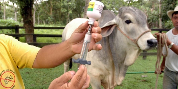 Colombia: Brotes de Aftosa Ya Est&aacute;n Controlados