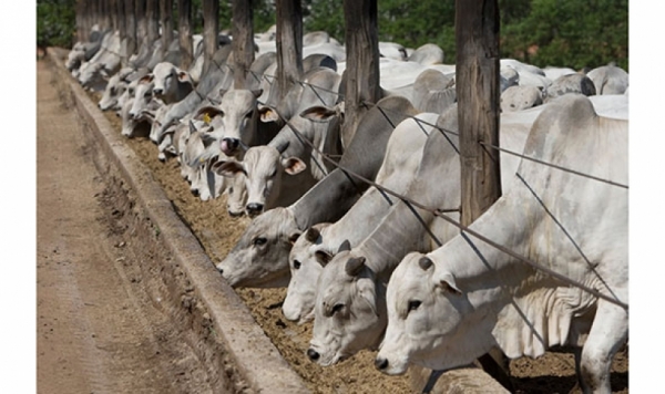 Pagan hasta Bs 10.50 por novillos &eacute;lite: Sobreoferta de ganado genera ca&iacute;da del precio