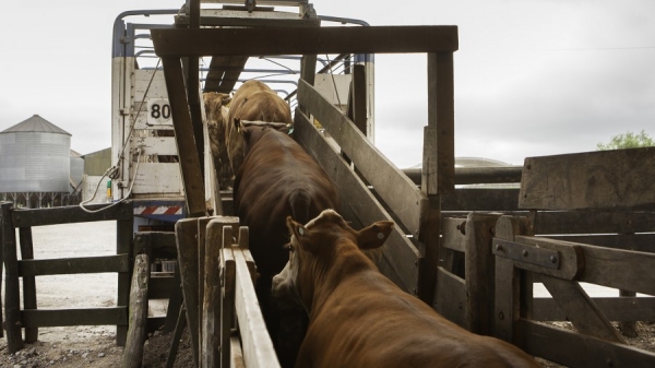 Emisi&oacute;n de Gu&iacute;a Movimiento Animal se Posterga por Observaciones de Ganaderos
