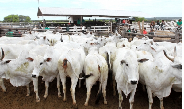 Corea del Sur Muestra Inter&eacute;s por la Carne de Res Boliviana