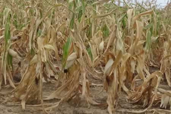 La Producci&oacute;n Agr&iacute;cola de Granos Disminuir&aacute; en 371.370 toneladas