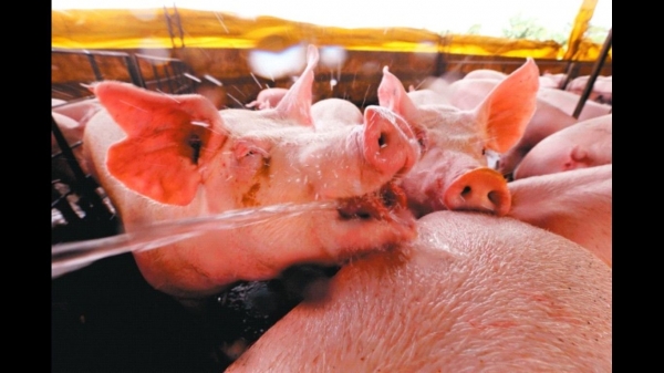 Senasag Minimiza Importaci&oacute;n de Carne desde Per&uacute;