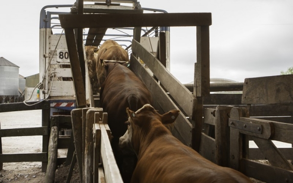 En Septiembre Gobernaci&oacute;n Emitir&aacute; Gu&iacute;a de Movimiento Animal Intra Departamental
