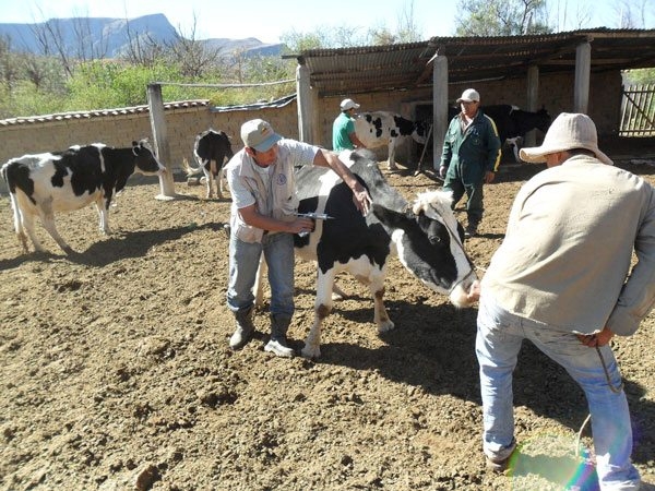 Vacunaci&oacute;n Contra la Rabia Bovina