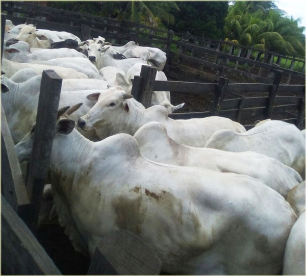 Con una participaci&oacute;n del 42.23% del hato La raza Nelore predomina en la Ganader&iacute;a Cruce&ntilde;a