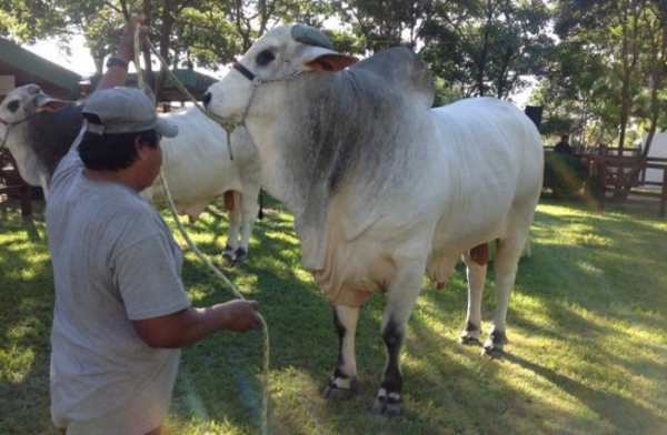 Criadores Esperan Acuerdos Sanitarios para Exportar Animales Vivos