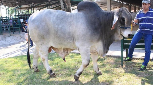 Muestran Ganado de Alta Calidad en la Expocruz
