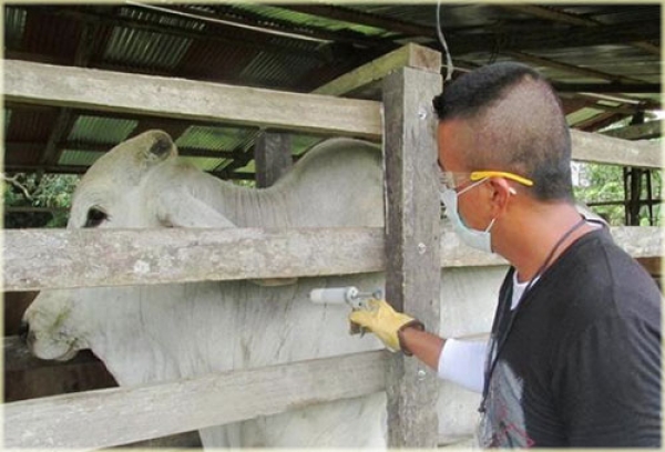 Nuevo brote de fiebre aftosa tiene en vilo a los ganaderos del pa&iacute;s
