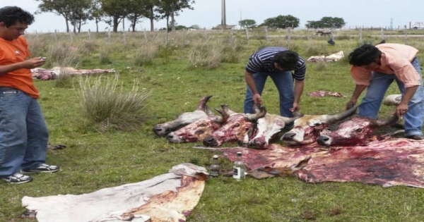 Sector Lechero en Alerta por Abigeato