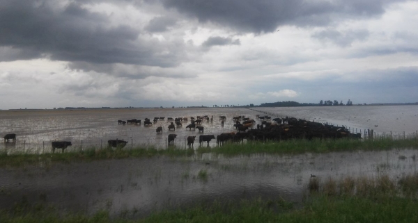 Inundaciones "Recomendaciones para el Sector Ganadero"