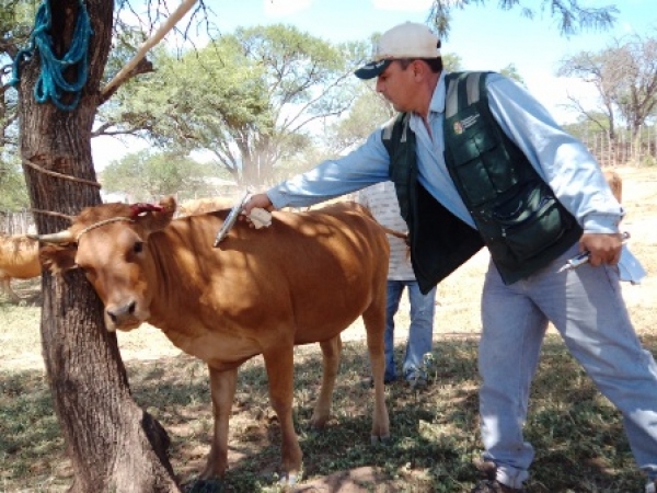 Vacunar&aacute;n Contra la Brucelosis y Tuberculosis Bovina