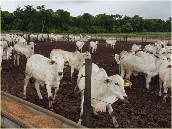 Santa Cruz tiene 15 Millones de Hect&aacute;reas con Vocaci&oacute;n para Ganader&iacute;a