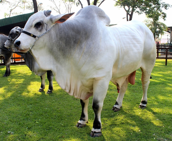 CAMPEONES NELORE Y NELORE MOCHO