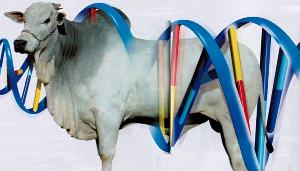 Productores Deben Identificar Mediante La Gen&oacute;mica Mejores Vacas para su Regi&oacute;n