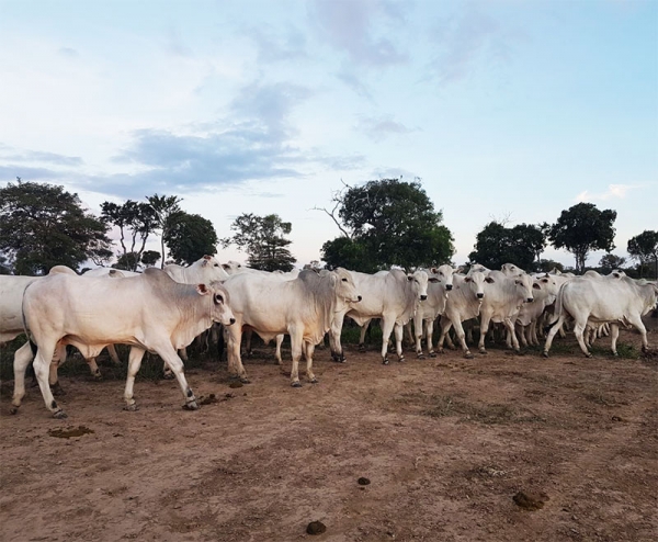 Santa Cruz ser&aacute; sede de pr&oacute;xima reuni&oacute;n de COSALFA en 2018