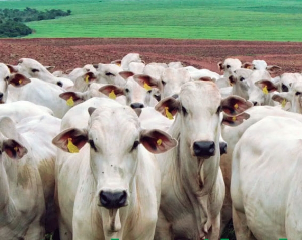 Ganaderos Piden Duras Penas Para Abigeatistas
