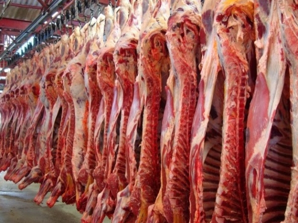 GANADEROS DESCARTAN FALTA DE CARNE POR LLUVIAS