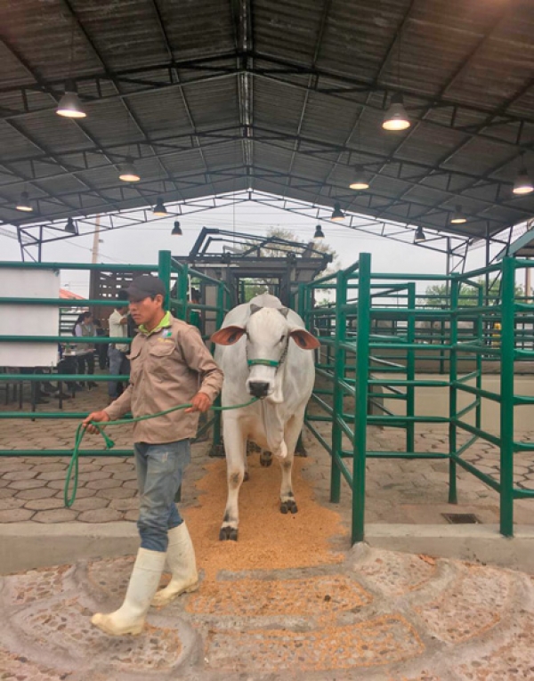 Cebuinos Dan Inicio a las Actividades de Expocruz 2018