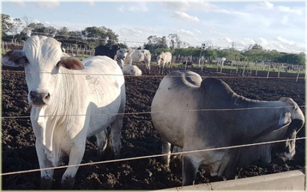 Alistan exportaci&oacute;n de bovinos vivos