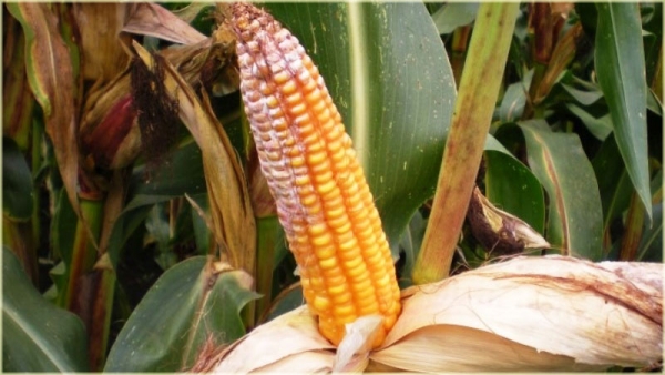 SENASAG recomienda almacenar adecuadamente alimentos para evitar micotoxinas