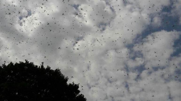 Reportan Nueva Invasi&oacute;n de Langostas en Villamontes