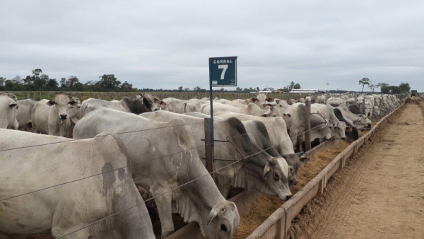 Ganaderos y Gobierno Concertan Alternativas de Mercados para Exportar Carne Bovina