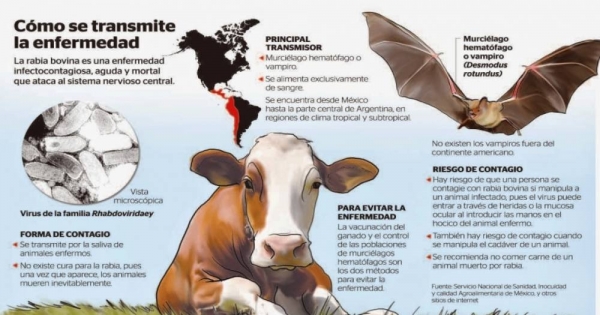 Existen 1.500 animales en riesgo por rabia bovina