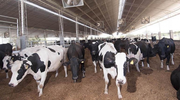 Argentinos innovan en Bolivia sistema contra estr&eacute;s de vacas y aumentan leche Este estudio se realizo en Los Madriles